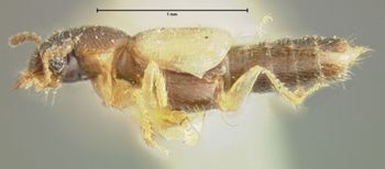 Media type: image;   Entomology 24061 Aspect: habitus lateral view